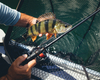 Wędka Shimano Poison Adrena 2610ML-S 203 cm | 3-10g