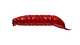 021 Red