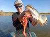 Guma Mikado MFT Roach 18cm Carissio
