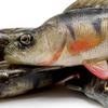Guma Angry Lures Perch 19,5cm | NOR