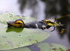 Przynęta Savage Gear 3D Suicide Duck 10,5cm | Yellow