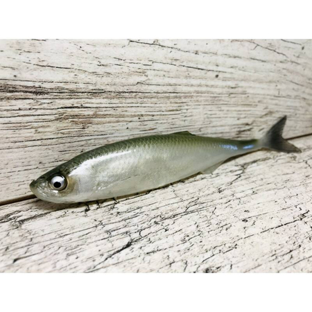 Guma SEWRO CUSTOM BAIT Ukleja 16cm- Zielony Naturalny Ogon