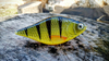 Jerk Lost Lures Ferox 7cm - tonący - F2 - Yellow Perch