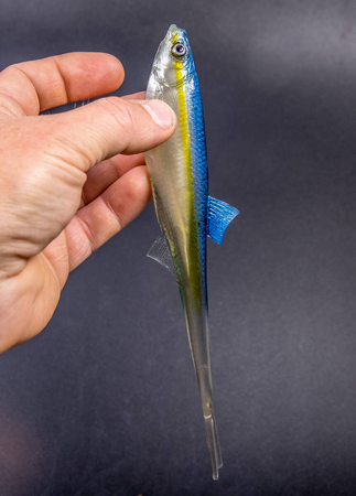 Guma Angry Lures Bleak V-Tail 20cm | TBY