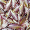 Guma Angry Lures Bitterling 5cm | PWG