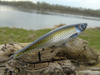 Wobler z Basoni Razor 8cm - 12g - złoto-czarny