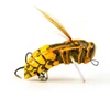 Wobler Imago Lures Hornet 3,5cm - pływający - YO