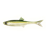 Guma Angry Lures Bleak F-Tail 15cm | WGY