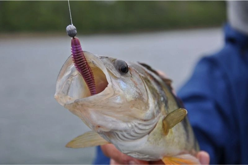 Gumy FishUp U-Shad 7,6cm | 3" | #081 Pearl | 9szt.