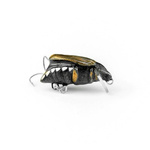 Wobler Imago Lures Maybug 3cm Dive - pływający - BK