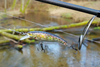 Wobler Salmo Slick Stick 6cm | Holographic Brownie | pływający