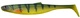 Yellow Perch