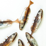 Guma Angry Lures Stickleback F-Tail 6cm | DB