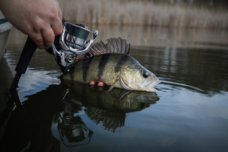 Kołowrotek Shimano Stradic FM 4000