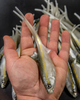 Guma Angry Lures Bleak V-Tail 20cm | WGY
