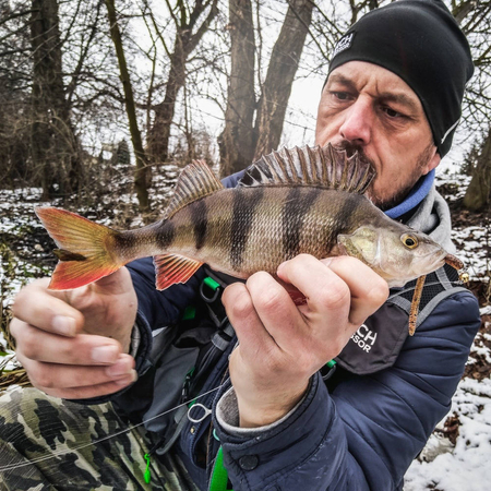 Przynęta Perch Professor Flying Worm 2,75"/7cm - #01 Original - 6 szt.