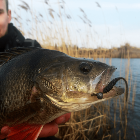 Przynęta PERCH PROFESSOR F**king Leech 2,75"/7cm - #06 Cheese - 8 szt.