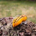 Wobler Engima Baits Osa 3,5cm | Osa Pospolita | pływający