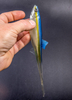 Guma Angry Lures Bleak V-Tail 20cm | TBY