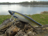 Wobler z Basoni River Bleak 7cm - 11g - czarno-złoty