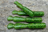 Guma Great Fish GF2 Leech 6cm | Glitter Green | krewetkowy | 10 szt.