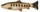 Brown Trout Smolt \ 20cm