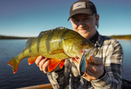 Headbanger Cranky Shad 12,7cm - UV Bream - 63g