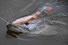 .Guma Savage Gear 3D Whitefish Shad 23cm | Green Silver