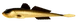 009 - GOLD