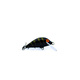 Black Tiger