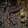 Przynęta Libra Lures Dying Worm 8cm | 017 - Bubble Gum | kryl | 12 szt.