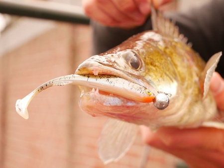 Guma Fox Rage Slick Shad 11cm | UV Perch