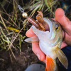 Przynęta Perch Professor Fapping Craw 2"/5cm - #03 Bimber Tea - 6 szt.
