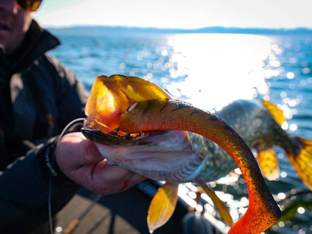 Przynęta Angry Pikes - Pike Tyson 21 cm, 90 g - FS Navy Carrot