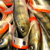 Guma Angry Lures Perch G-Tail 15cm | N
