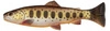 .Guma SAVAGE GEAR 3D Craft Trout Pulsetail 16cm 53g Brown Trout Smolt