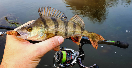 Przynęta Perch Professor Fluky Shad 2.5"/6,5cm - #03 Bimber Tea - 6 szt.