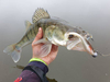 Guma Mikado Real Fish 9.5cm / Natural Perch