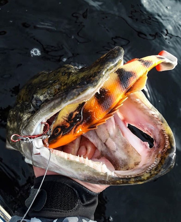 .Guma Savage Gear 4D Perch Shad 17,5cm | SS | Albino