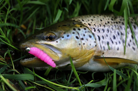 Przynęta Libra Lures Larva 3.5cm | 017 - Bubble Gum | ser | 12 szt.
