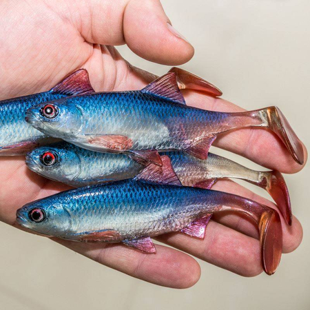 Guma Angry Lures Roach 12,5cm | BSWR