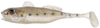 Guma Berkley Pulse Realistic Goby 7cm | Salt and Pepper