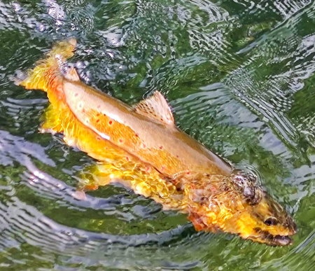 Przynęta Libra Lures Flex Worm 9cm | 036 - Coffee Milk | brak zapachu | 10 szt.
