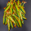 Guma Angry Lures Bleak F-Tail 12,5cm | GYO
