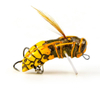 Wobler Imago Lures Hornet 3,5cm - pływający - YO