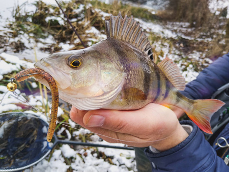 Przynęta Perch Professor Flying Worm 2,75"/7cm - #03 Bimber Tea - 6 szt.