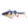 Blue Perch \ 12.5