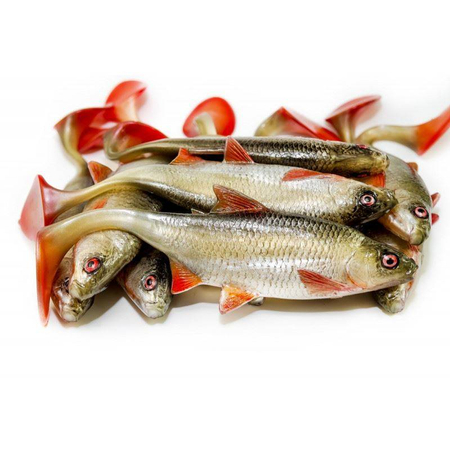 Guma Angry Lures Roach 22cm | NOR
