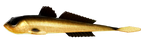 Przynęta Libra Lures Gobio 7.3" | 18.54 cm | 009 - Gold