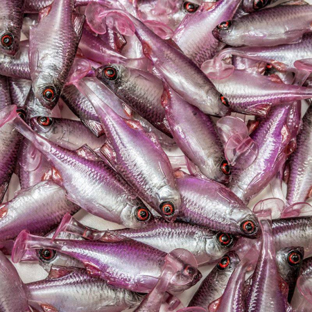 Guma Angry Lures Bitterling 5cm | PW